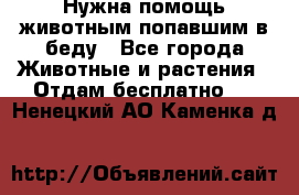 Нужна помощь животным попавшим в беду - Все города Животные и растения » Отдам бесплатно   . Ненецкий АО,Каменка д.